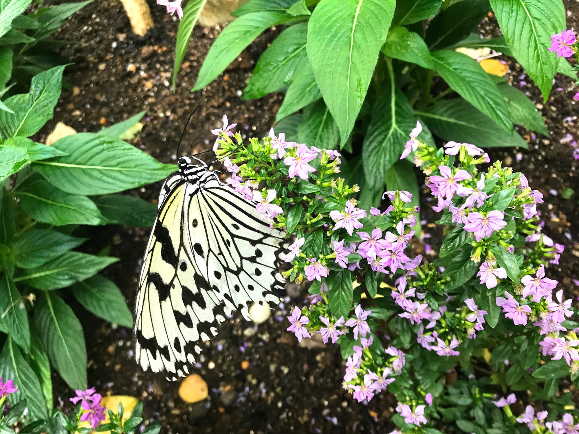 むし 好き必見の魅惑スポット 遊んで学ぶ 石川県ふれあい昆虫館 勝手に いしかわディスカバリー むし 好き必見の魅惑スポット 遊んで学ぶ 石川県ふれあい昆虫館 勝手に いしかわディスカバリー