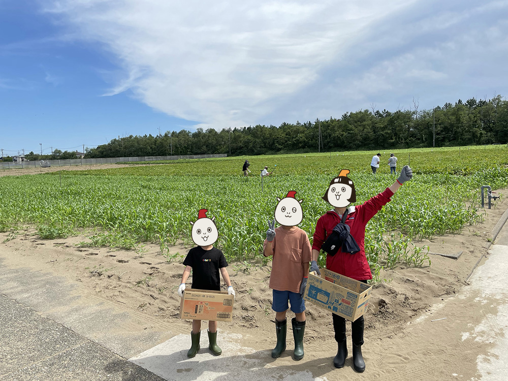 五郎島金時の芋畑